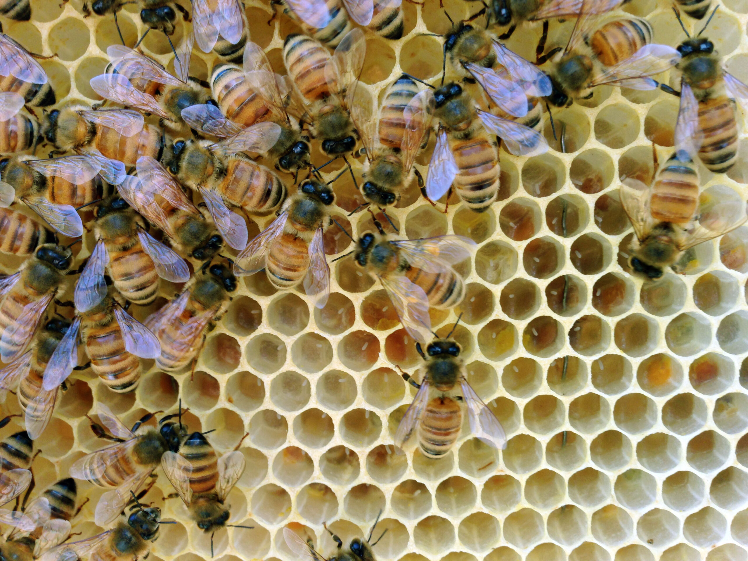 Uh-Huh Honey:  Keeping Bees and Secrets