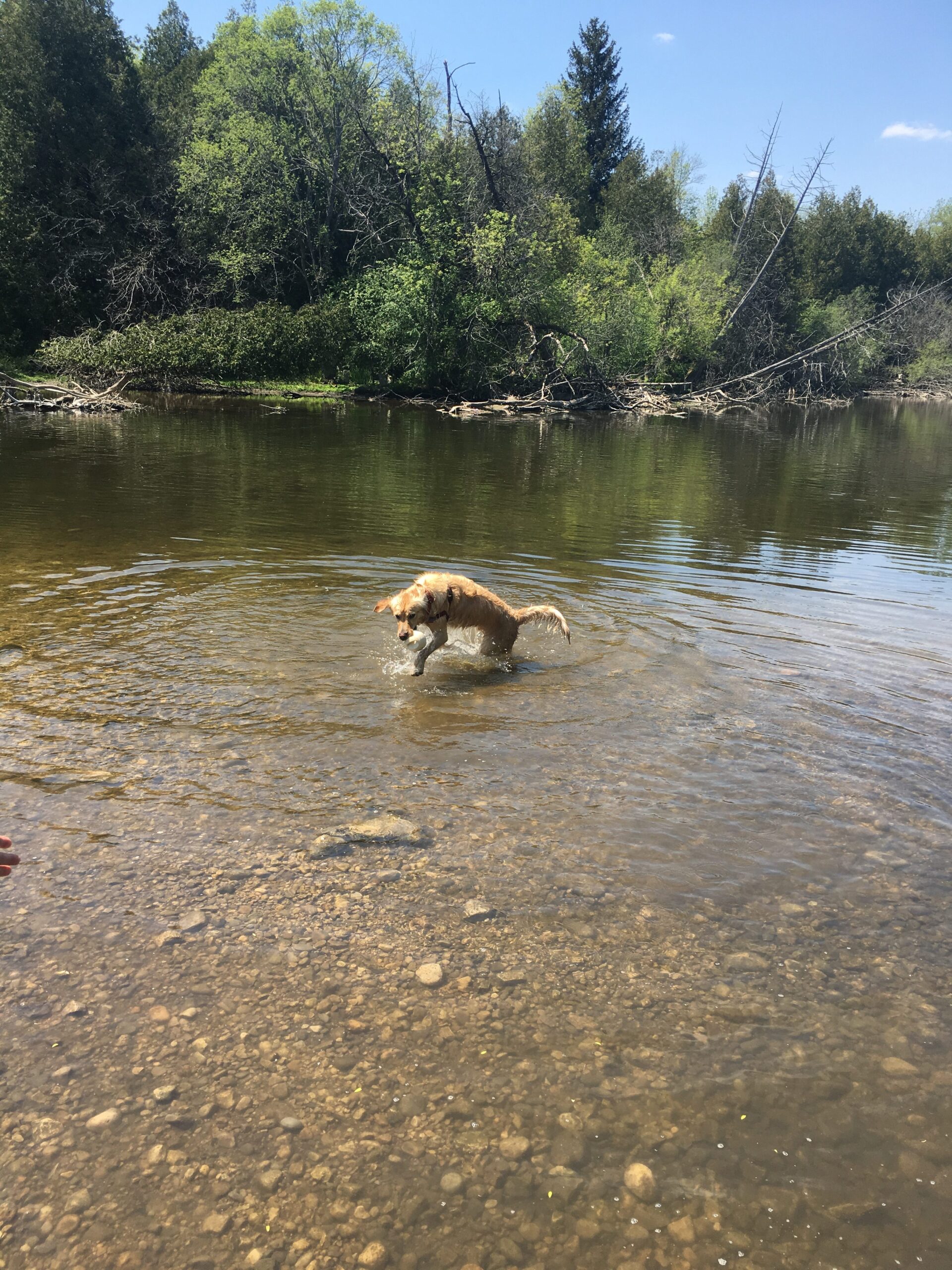 Doggy Days of Summer