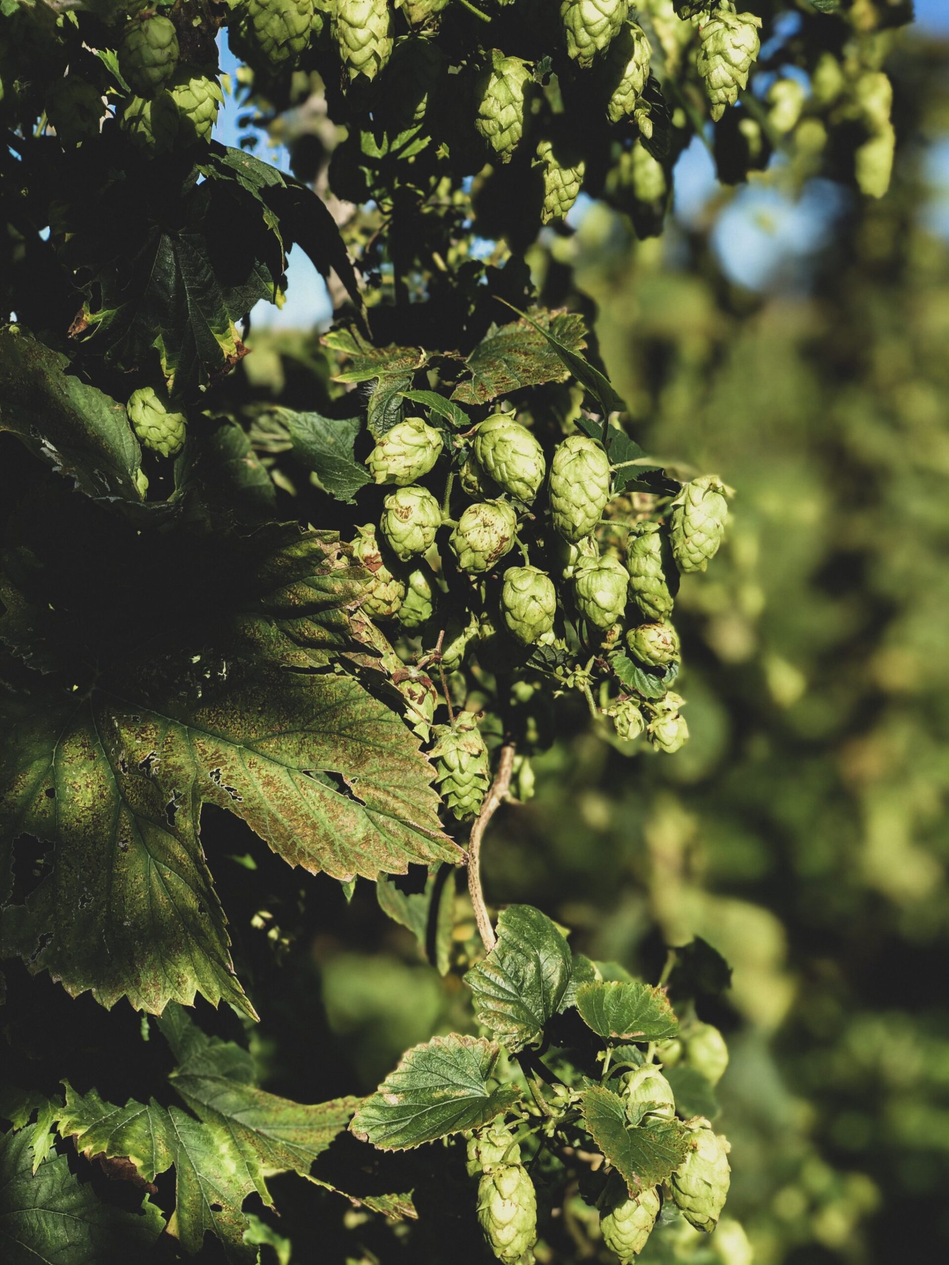 Craft Drafts: Hopping into Wet Hop Season