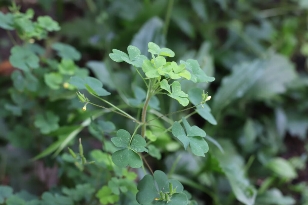 Photo of Creeping Woodsorrel.