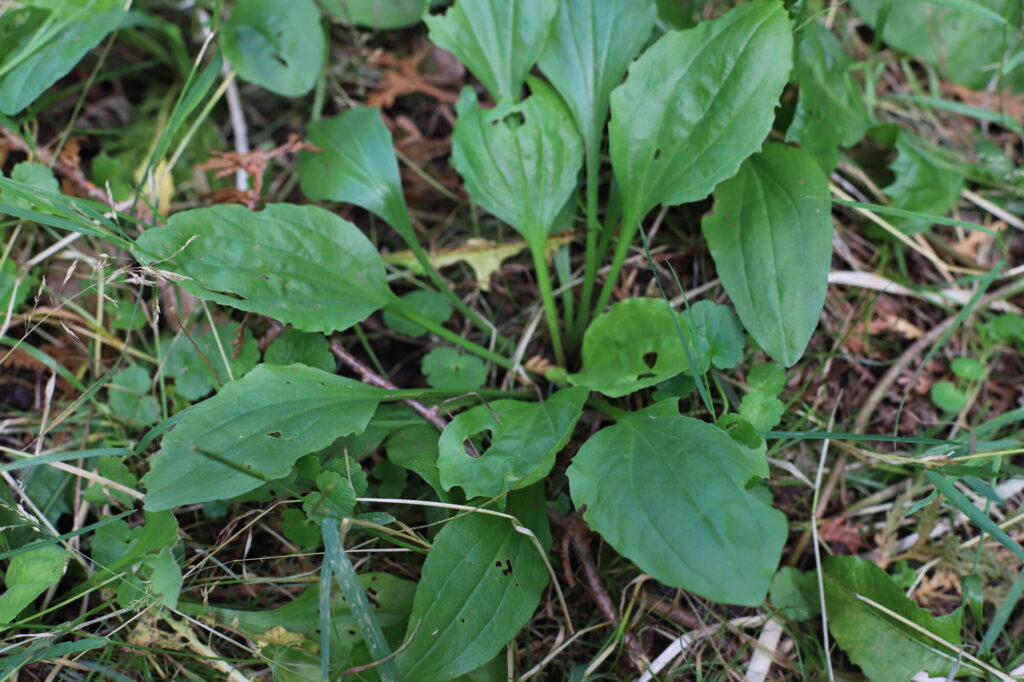 Photo of Broadleaf Plantain.