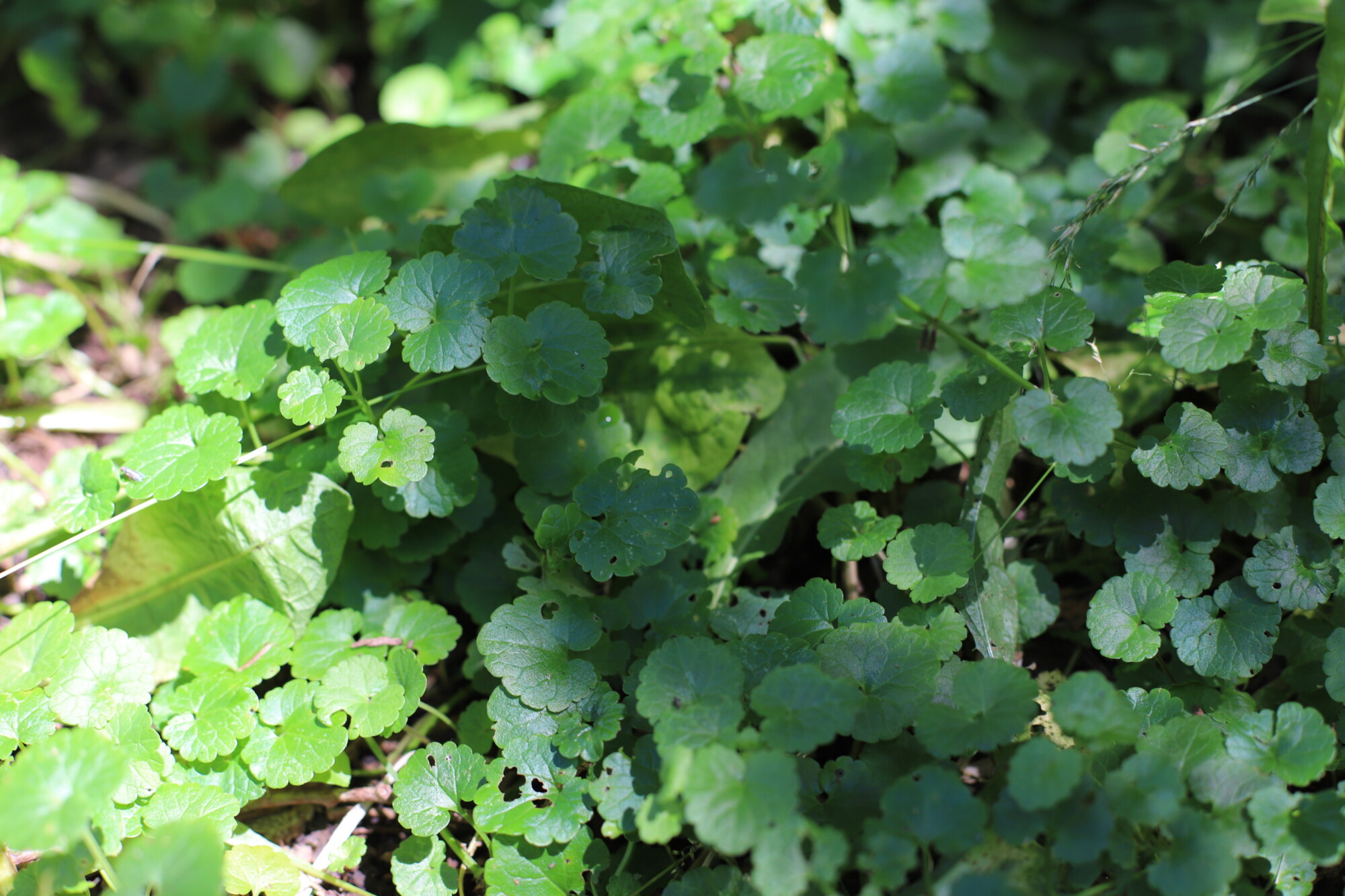 LOCAL PLANTS TO FIND (OR FLEE)  