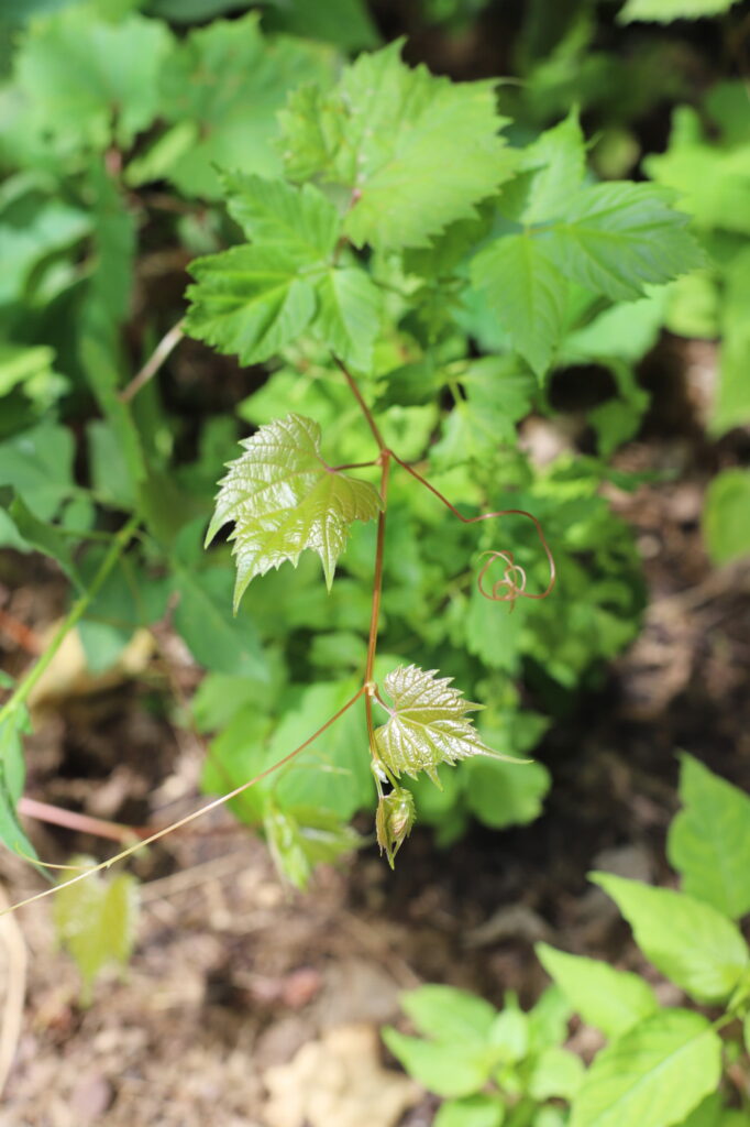 Photo of Wild Grapevine.