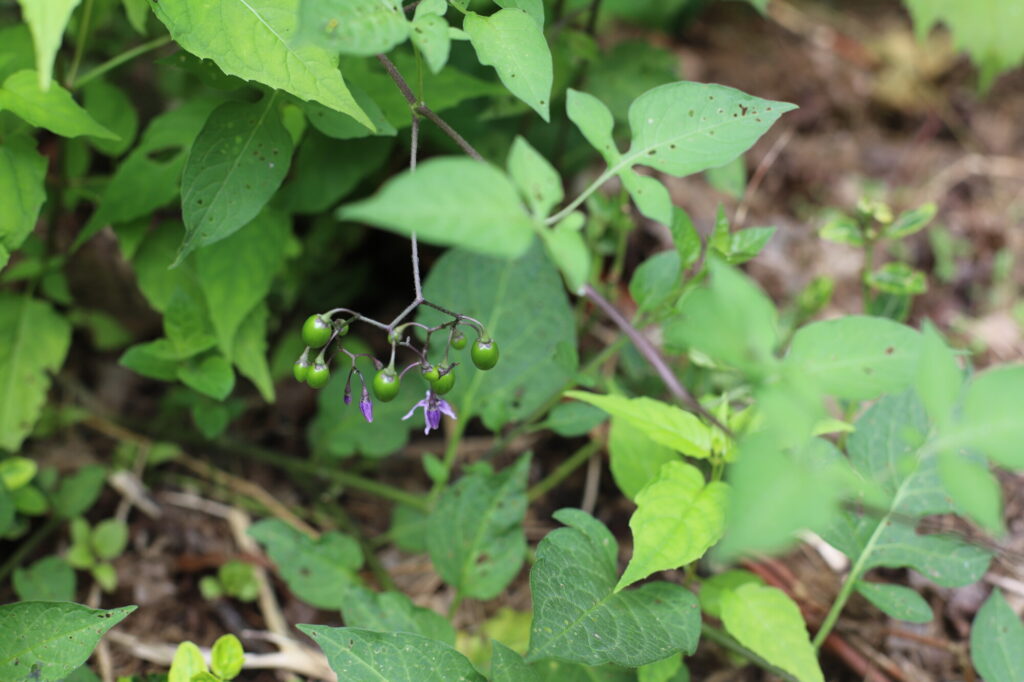 Photo of Bittersweet Nightshade.