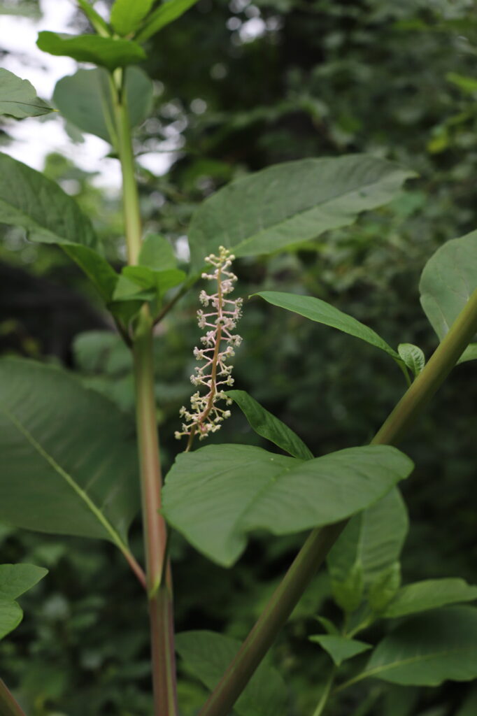 Photo of Pokeweed.