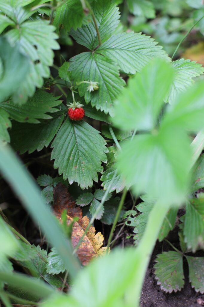 Photo of a Wild Strawberry plant.