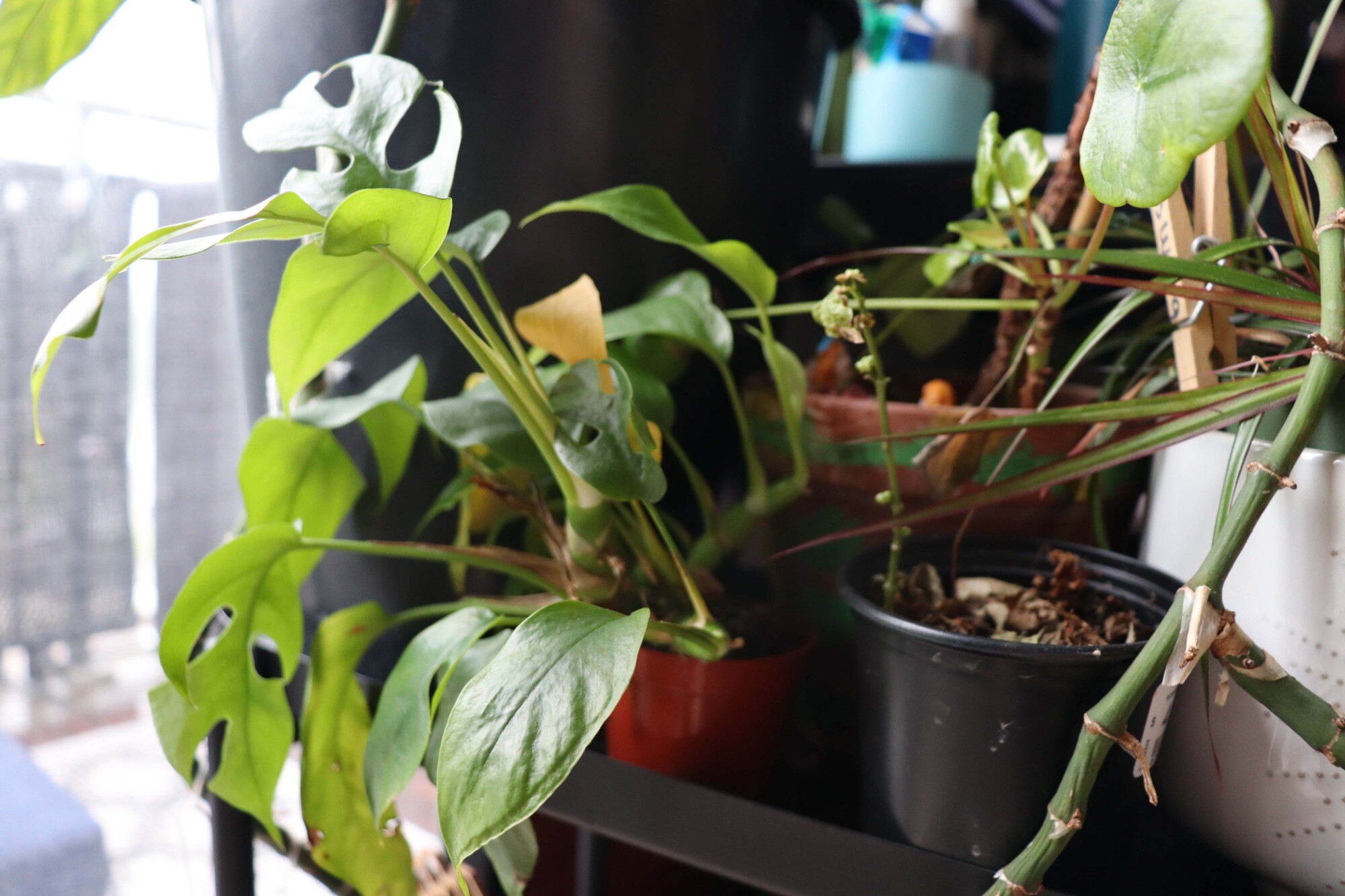 Photo of a potted Monsteras inside a well-lit apartment.