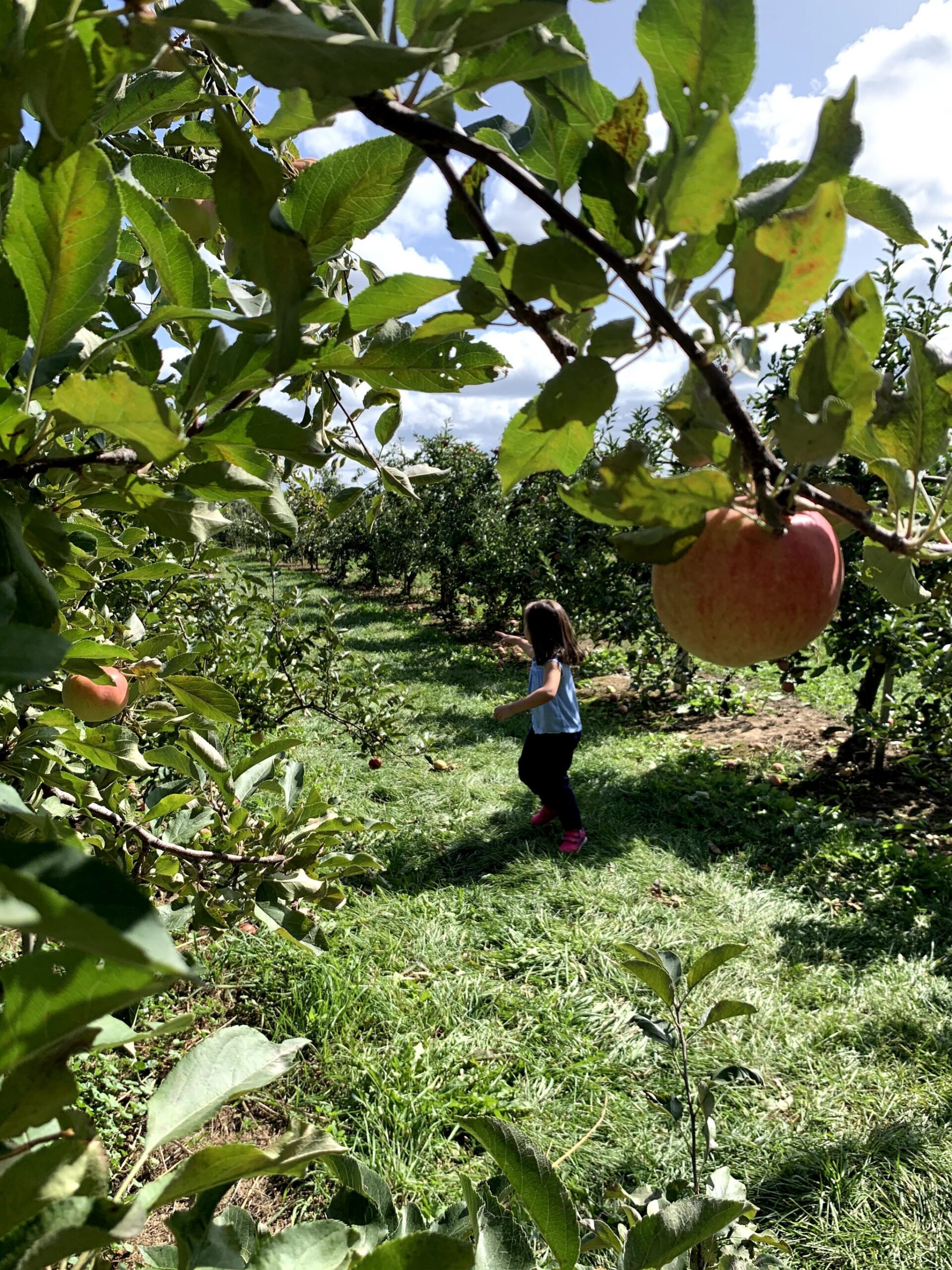 In-Cider Scoop On Local Apple Orchards