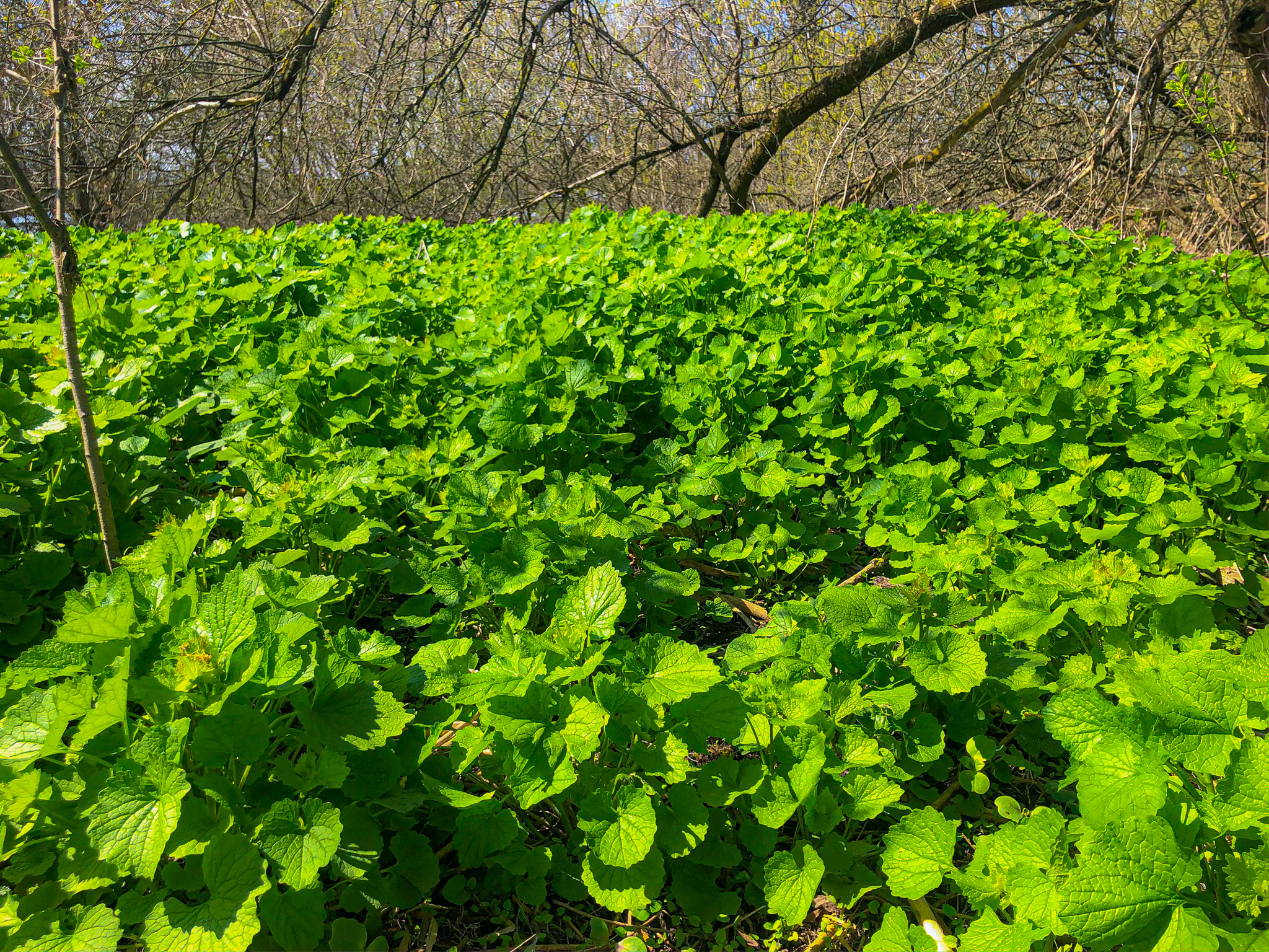 RETHINKING YOUR PLATE WITH TAYLOR DEVALK – Garlic Mustard