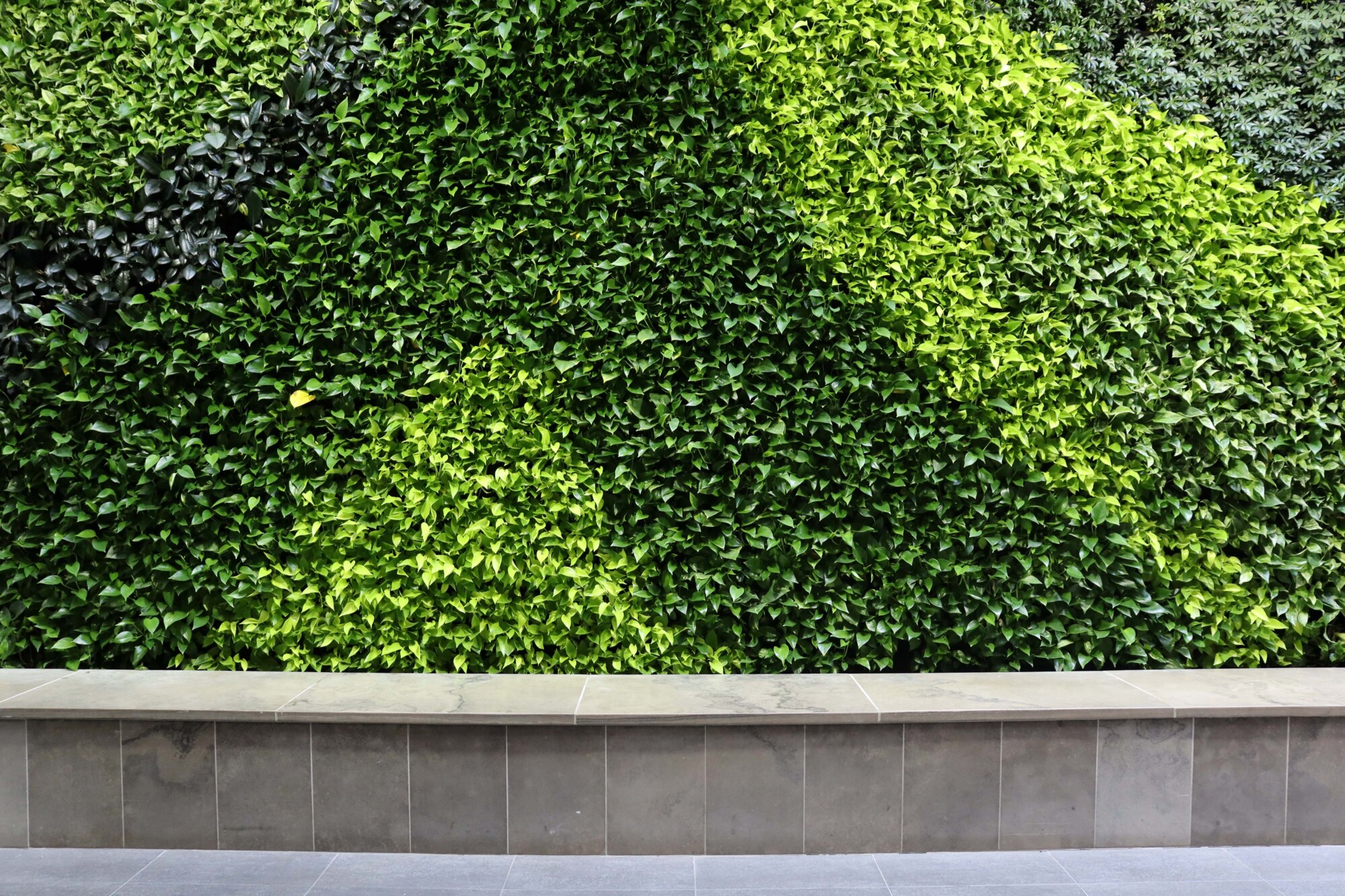 Photo of a portion of the bio wall erected in the atrium of EV3 on the University of Waterloo campus.