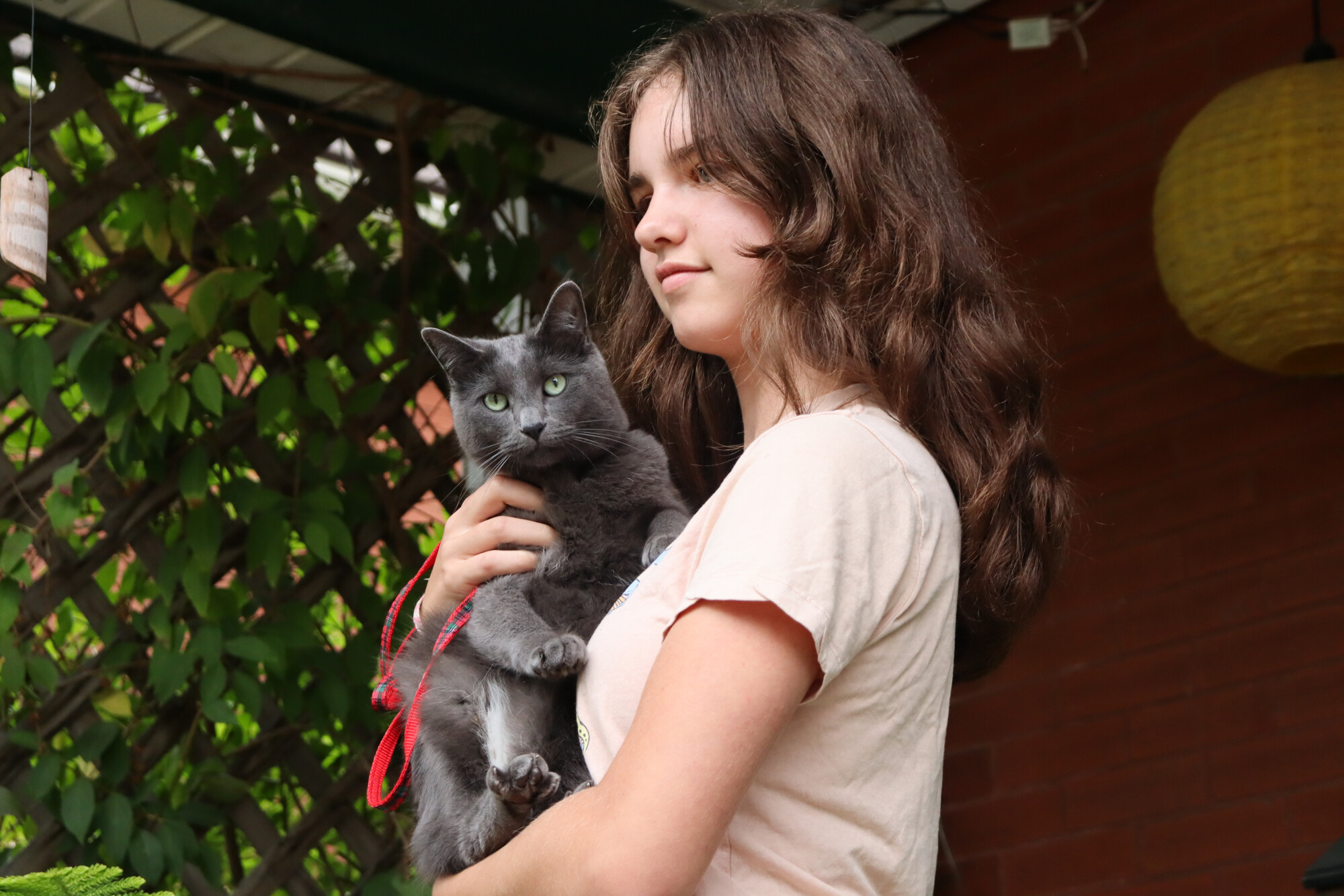 Photo of a young person holding a grey cat with a red leash and an arresting stare.